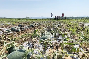 Sau đợt mưa, cánh đồng dưa ở huyện Phú Ninh thiệt hại nặng.