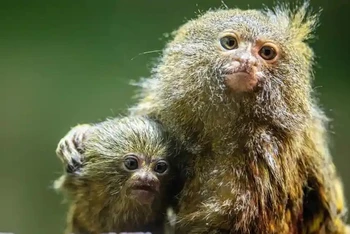 Khỉ lùn pygmy marmoset, loài khỉ nhỏ nhất thế giới, là một trong những loài nguy cấp đang bị buôn bán trái phép trên Facebook. (Ảnh: EPA)
