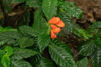 Đặc điểm của loài hoa hoang dã nhiệt đới Gasteranthus extincus là những cánh hoa màu cam neon và túi lớn ở ngay bên dưới, nơi các loài côn trùng thụ phấn có thể ra vào. (Ảnh: The Guardian)