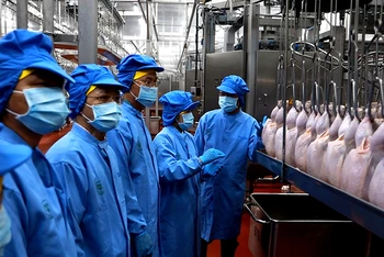 Chế biến thịt gà xuất khẩu của Công ty cổ phần CPV Food Bình Phước, huyện Chơn Thành, tỉnh Bình Phước. (Ảnh HỒ BÁ SƠN)