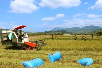 Thu hoạch lúa tại Ninh Thuận. (Ảnh: Nguyễn Trung)