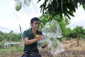 Giống xoài Cát Lộc được trồng thử nghiệm tại Viện Cây ăn quả miền nam. 