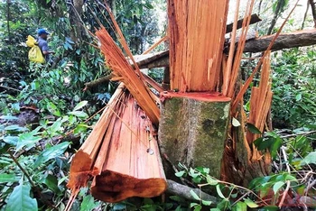 Nhiều diện tích rừng tự nhiên tại huyện Bắc Trà My bị khai thác trái phép.
