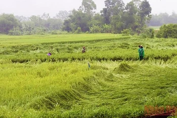 Nông dân Quảng Bình dựng lại lúa bị ngã, đổ để hạn chế thiệt hại