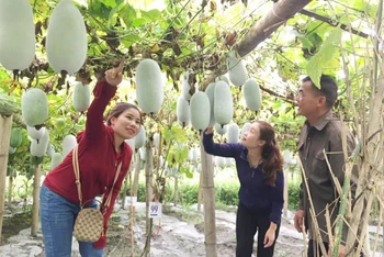 Sản phẩm OCOP bí xanh thơm được mở hướng phát triển gắn với du lịch. Trong ảnh: Một vườn bí xanh thơm tại xã Yến Dương, huyện Ba Bể. (Ảnh: Hương Dịu)