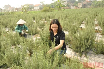 Chị Vũ Thị Thu, xã Thái Bảo, huyện Gia Bình (tỉnh Bắc Ninh) chăm sóc vườn thảo dược.