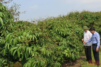 Các vườn vải tại huyện Thanh Hà, tỉnh Hải Dương được kiểm tra, giám sát chặt chẽ trước và sau khi cấp mã số vùng trồng để phục vụ xuất khẩu. (Ảnh: HÀ ANH) 