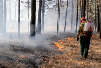 Cháy rừng ở Krasnoyarsk. (Ảnh: TASS)
