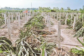 Vườn thanh long ở xã Hàm Chính, huyện Hàm Thuận Bắc (Bình Thuận) bị chặt bỏ.