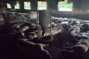 Trang trại lợn có hơn 200 con ở huyện Hưng Hà (tỉnh Thái Bình) bị chết do sét đánh (Ảnh: Trạm Chăn nuôi Thú y huyện Hưng Hà cung cấp)