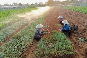 Nông dân xã Quỳnh Liên, thị xã Hoàng Mai (Nghệ An) tích cực chuyển đổi cơ cấu cây trồng cho thu nhập cao.