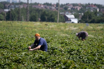 Thu hoạch dâu tây tại một nông trại ngoại ô Moskva. (Ảnh: Thanh Thể)