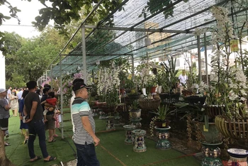 Lễ hội hoa lan Đà Nẵng thu hút đông đảo người dân Đà Nẵng tham quan.