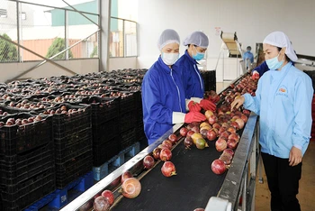 Chế biến chanh leo xuất khẩu tại Công ty cổ phần Thực phẩm xuất khẩu Đồng Giao (DOVECO). (Ảnh HIẾU TRẦN)