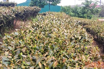Vườn chè của người dân ở thôn Phú Hà 1 bị táp lá, khô héo. (Ảnh: TL)