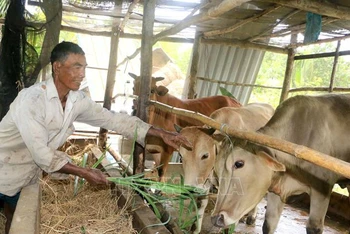 Ảnh minh họa: Nông dân Khmer ở Vĩnh Long chăm sóc bò từ nguồn vốn vay của địa phương. (Nguồn: TTXVN)