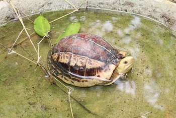 Một cá thể rùa tại khu cách ly của Trung tâm cứu hộ, bảo tồn và phát triển sinh vật Cúc Phương thuộc Vườn Quốc gia Cúc Phương ở huyện Nho Quan, tỉnh Ninh Bình. (Ảnh: Đức Phương/TTXVN)