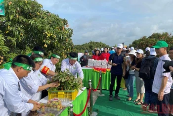 Hội thi thu hoạch vải thiều tại huyện Thanh Hà, Hải Dương.