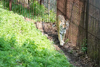 Một chú hổ Amur trong công viên Safari Primorsky. (Ảnh: Thanh Thể)