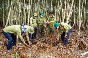Công ty TNHH MTV Lâm nghiệp U Minh Hạ kiểm tra mức độ khô hạn trên lâm phần rừng tràm U Minh Hạ. (Ảnh: Báo Cà Mau)