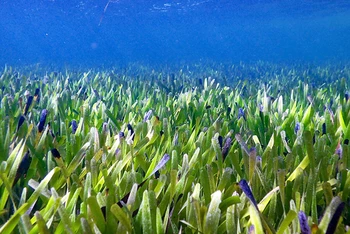 Thảm cỏ biển từ một cây cỏ biển cổ đại lớn nhất thế giới vừa được phát hiện ở vịnh Shark. (Ảnh: UWA)