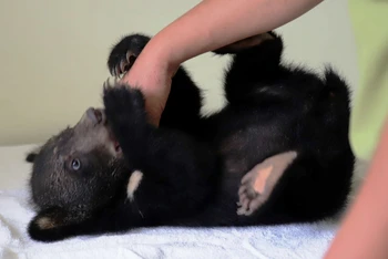 Gấu con Bamboo nặng 5 kg được cứu hộ từ Điện Biên.
