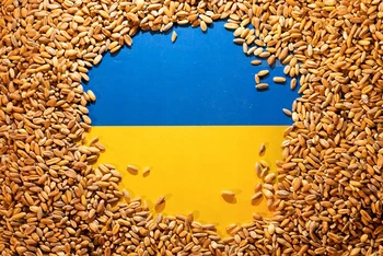 Ảnh minh họa: Hạt lúa mì trên nền cờ Ukraine. (Nguồn: Reuters)