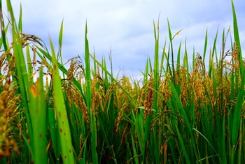 Trong 4 tháng đầu năm 2022, giá trị xuất khẩu gạo của Thái Lan đạt xấp xỉ khoảng 1,14 tỷ USD.