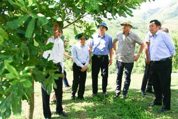 Lãnh đạo UBND tỉnh Điện Biên kiểm tra các dự án mắc-ca tại huyện Tuần Giáo.