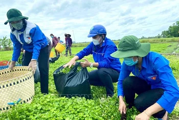 Thanh niên tình nguyện Huyện đoàn Phước Long (Bạc Liêu) với mô hình "Áo xanh ra đồng" hỗ trợ người dân thu hoạch rau màu. (Ảnh: TTXVN)
