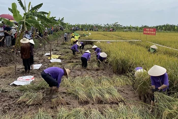 Hội thi gặt lúa rươi hữu cơ của nông dân xã An Thanh huyện Tứ Kỳ.