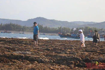 Người dân và du khách vô tình dẫm đạp lên quần thể rạn san hô Hòn Yến.