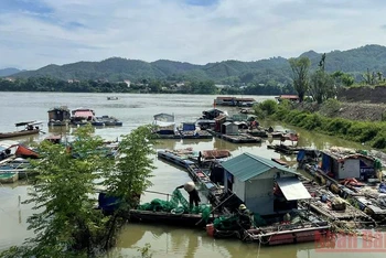 Lồng cá nuôi tự phát của các hộ dân tại phường Thịnh Lang đã được đưa vào nơi trú ẩn an toàn trước khi Nhà máy thủy điện Hòa Bình xả lũ.