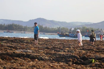 Nhiều du khách vô tình giẫm đạp lên rạn san hô khu vực Hòn Yến khi thủy triều rút.
