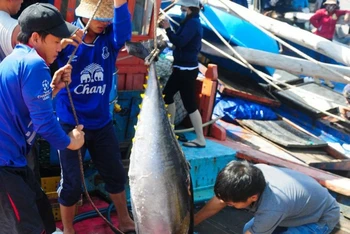 Bà con ngư dân tỉnh Phú Yên khai thác cá ngừ đại dương - một ngành kinh tế mũi nhọn, hiệu quả được tỉnh chú trọng phát triển. (Ảnh: Minh Hiếu)