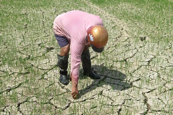 Nhiều diện tích lúa hè thu tại xã Hòa Đồng (huyện Tây Hòa) bị khô hạn.