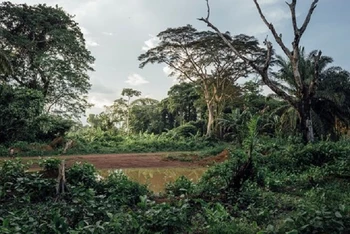 Một góc rừng nhiệt đới tại Cộng hòa Dân chủ Congo. (Nguồn: DeAgostini/Getty Images/TTXVN)