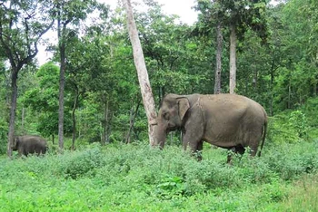 Trên địa bàn tỉnh Đắk Lắk có nhiều đàn voi hoang dã sinh sống cần được bảo vệ.