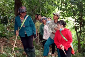 Người dân bản Mường Tùng, xã Mường Tùng, huyện Mường Chà chăm sóc rừng.