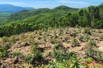 Tình trạng xâm chiếm đất rừng tại Khoảnh 2a, Tiểu khu 208 xã Mỹ Hiệp, huyện Phù Mỹ, tỉnh Bình Định diễn ra trong thời gian dài, bắt đầu từ năm 2014 đến nay để lấy đất trồng rừng sản xuất.