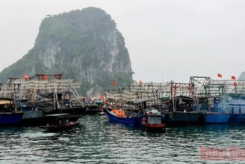 Các tàu vào bờ neo đậu an toàn tránh trú bão số 1 tại Cảng Cái Rồng, huyện Vân Đồn, Quảng Ninh.