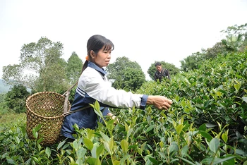 Người dân ở xã Minh Thanh, huyện Sơn Dương, Tuyên Quang, được tạo điều kiện vay vốn mở rộng diện tích trồng chè, nâng cao thu nhập. (Ảnh: Trần Hải)