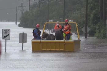 Đội cứu hộ giải cứu 2 chú ngựa con khỏi khu vực bị ngập lụt ở Milperra, Sydney, Australia ngày 3/7/2022. (Ảnh: Reuters)