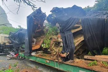 Xe chở 2 cây “khủng” khai thác trái phép tại xã Trường Xuân bị tạm giữ.
