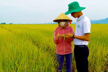Cán bộ kỹ thuật Tổng công ty Sông Gianh kiểm tra sự sinh trưởng và phát triển của lúa ST25 tại xã Quảng Tiên, thị xã Ba Ðồn.