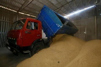 Lưu trữ lúa mạch sau thu hoạch ở Zhovtneve, Ukraine. (Ảnh: REUTERS)