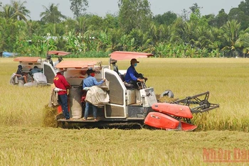 Bà con nông dân huyện Cái Bè, tỉnh Tiền Giang thu hoạch lúa hè thu năm 2022.