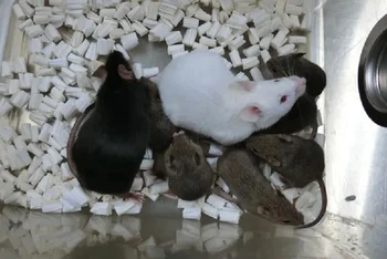 Dorami - chuột đen bên trái là con chuột nhân bản đầu tiên từ tế bào da đông khô. (Ảnh: Đại học Yamanashi)