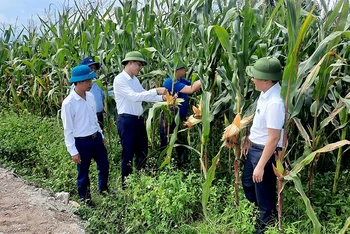 Lãnh đạo huyện Anh Sơn (Nghệ An) và các cán bộ trẻ kiểm tra quá trình phát triển của cây ngô trong huyện. (Ảnh NGUYỄN ĐĂNG)