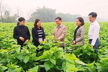 Bí thư Đảng ủy xã Việt Thành, huyện Trấn Yên (Yên Bái) Lê Thị Lụa (thứ hai từ trái sang) giới thiệu mô hình trồng dâu.